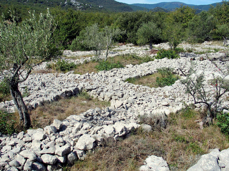 Banne (Ardèche), maillage de murs bas enserrant des oliviers. Photo Michel Rouvière.