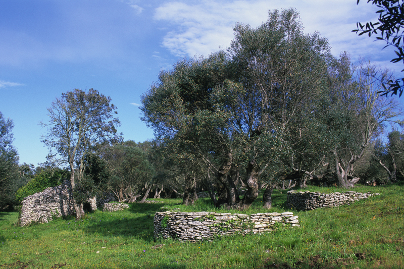 Bonifacio (Corse du Sud) : olivier protégé par une petite terrasse soutenue par un muret en demi-cercle dans un terrain en pente légère. Photo Dominique Repérant.